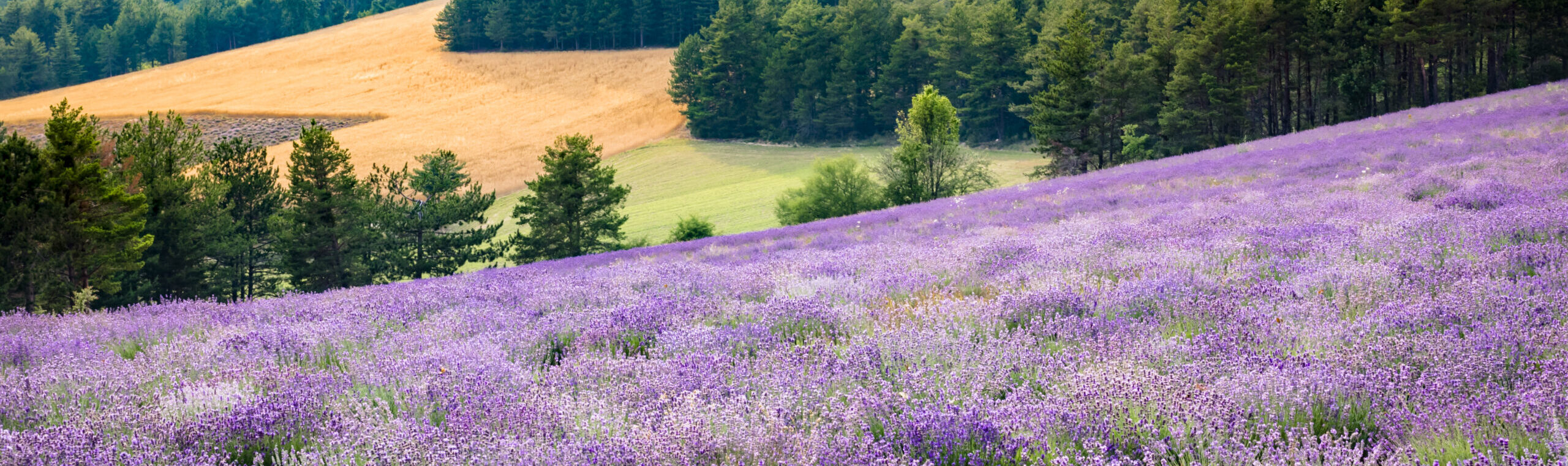 Huile Essentielle de Lavande Diamant Bleu® - La Ferme Aux Lavandes